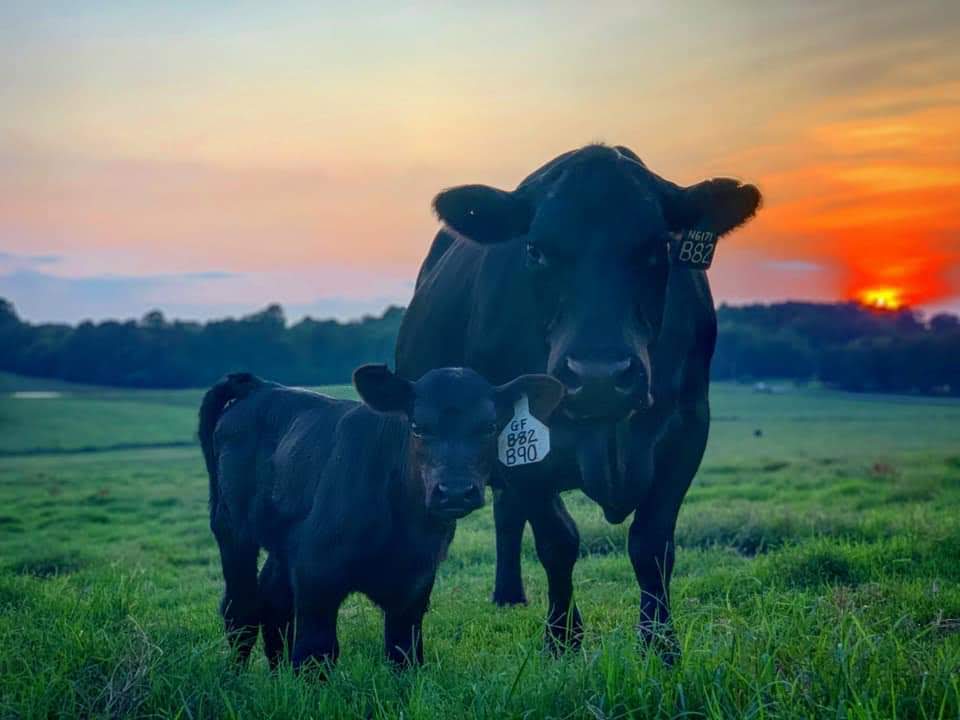 Black Angus cow and calf at sunset on Potts Bros Farm