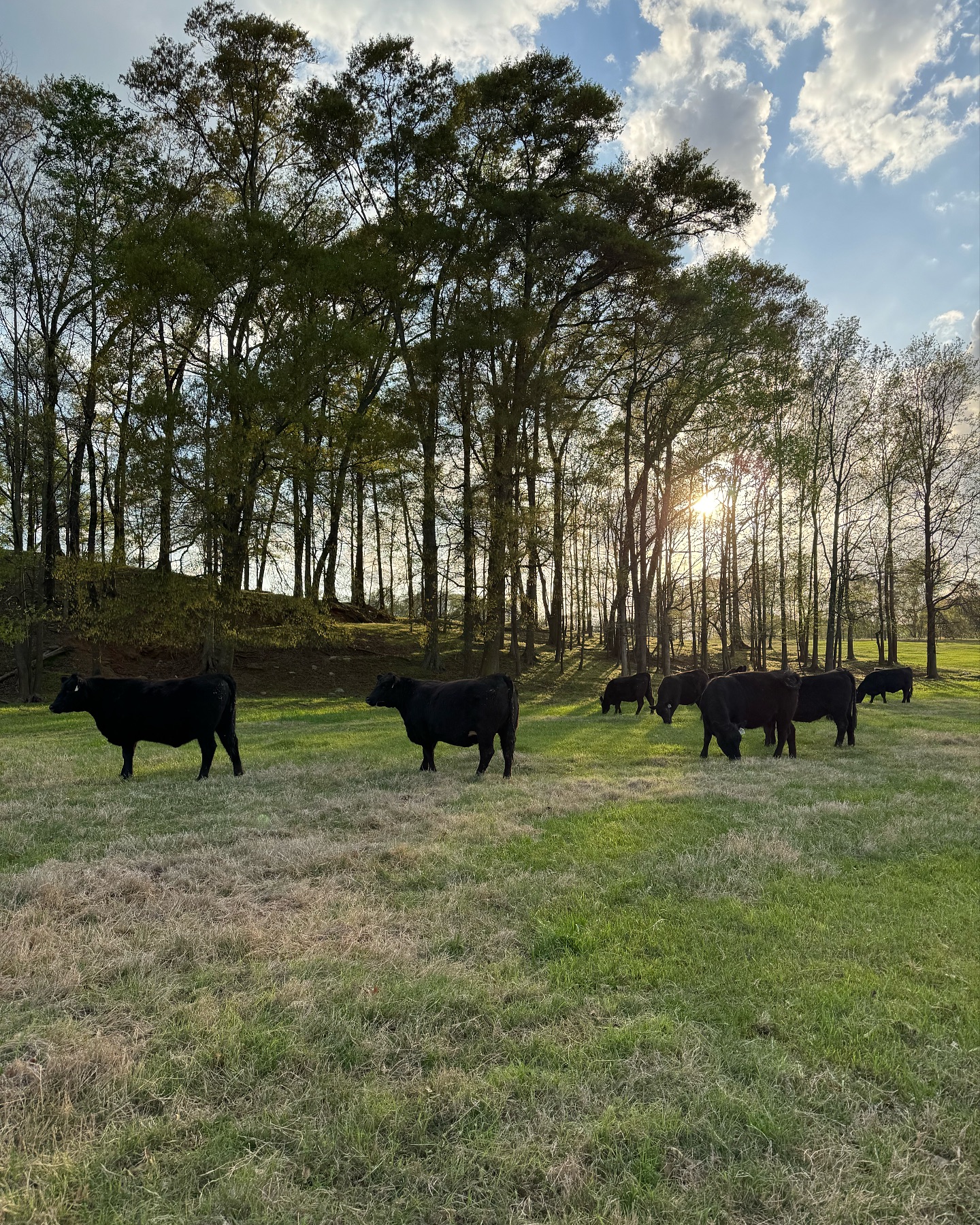 Registered Black Angus females on Potts Bros Farm