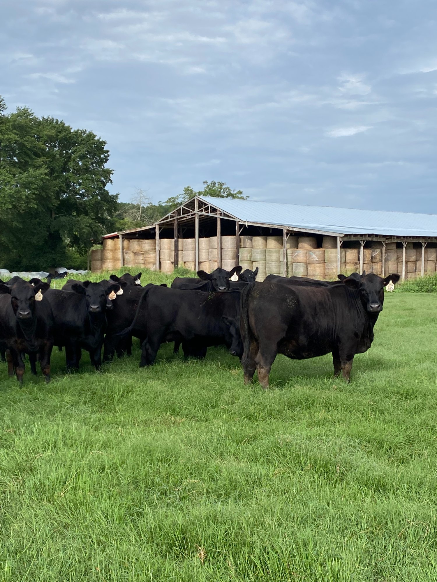 Black Angus herd in front of hay barn at Potts Bros Farm