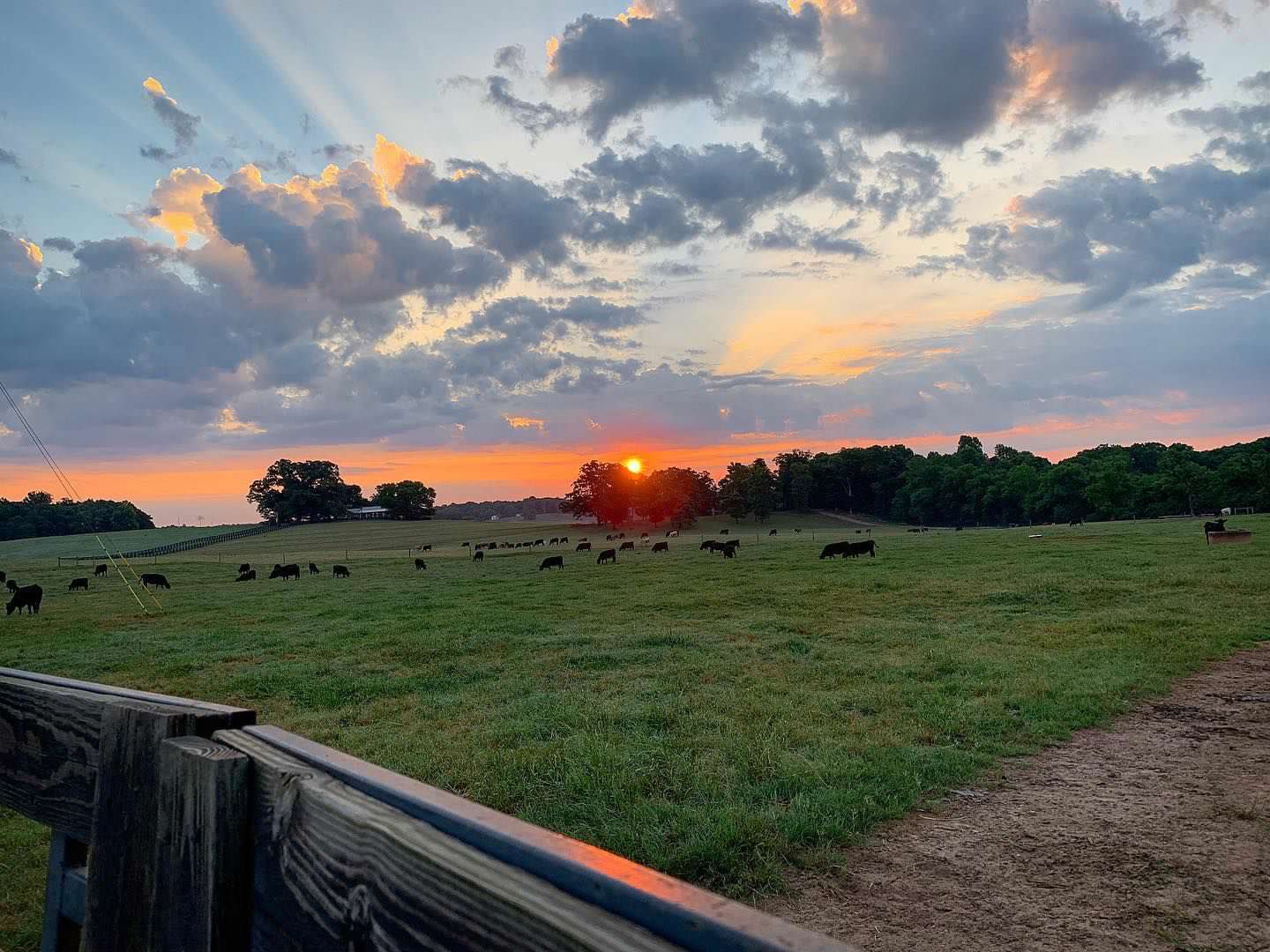 Black Angus herd grazing at sunset, Potts Bros Farm