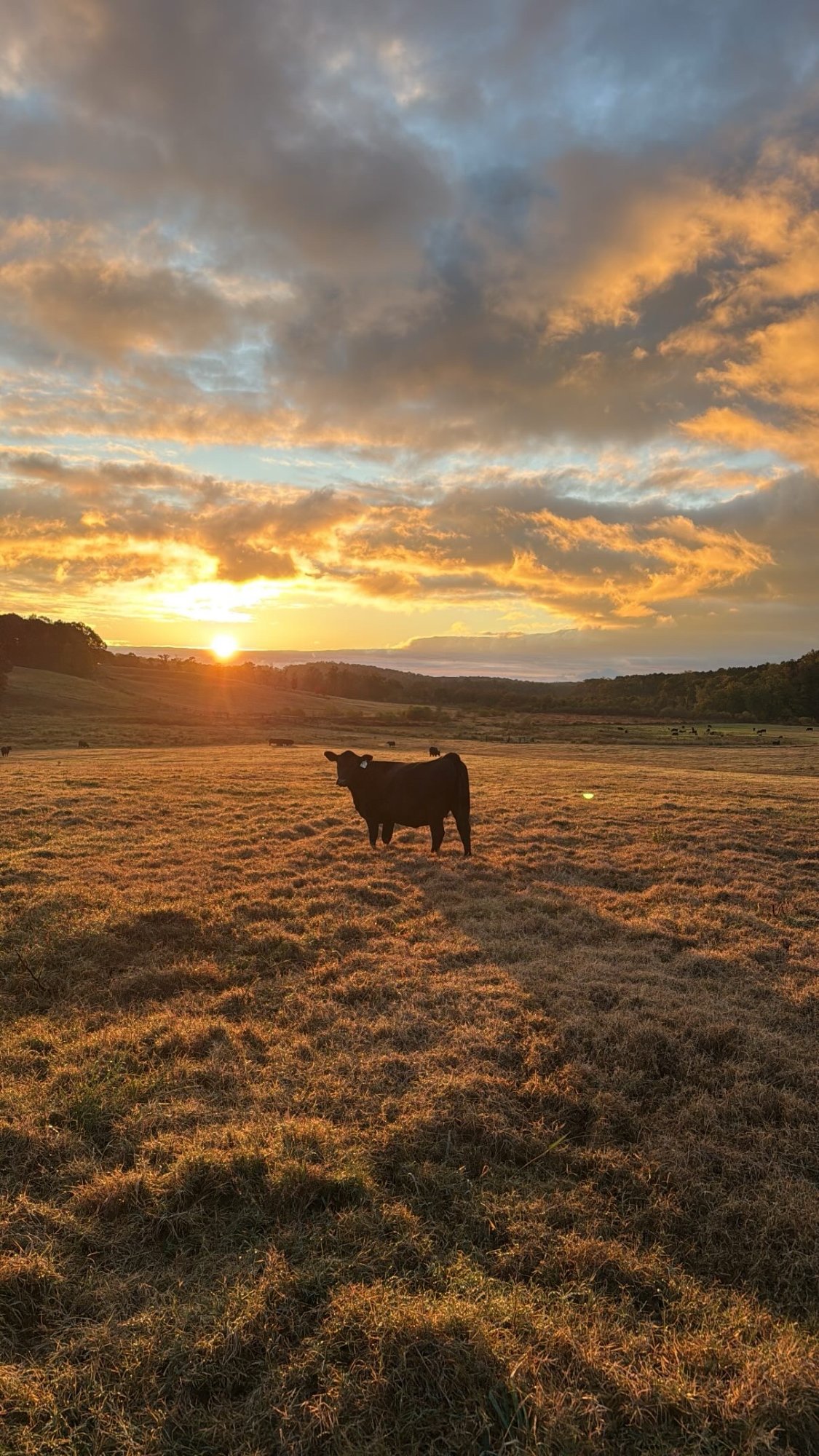 Registered Black Angus bull at golden hour, Potts Bros Farm