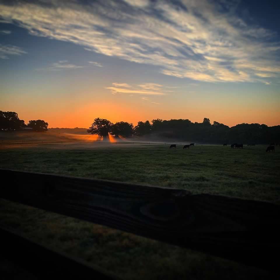 Misty sunrise over Potts Bros Farm pastures